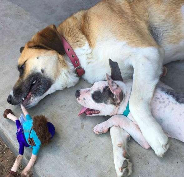 Illustration de l'article : Abandonné sur une route quasi déserte, ce chiot malade avait perdu tous ses poils